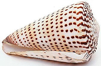 Leopardus tropical cone