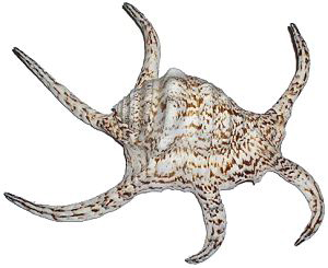 spider conch large