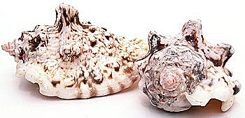 Tropical  Conch