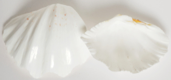 Pearl Clam