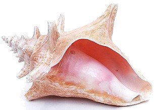 Roller Conch