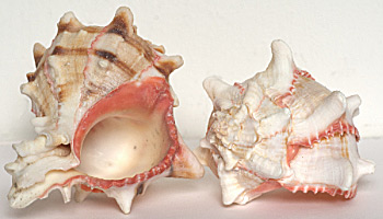 Murex ROSE