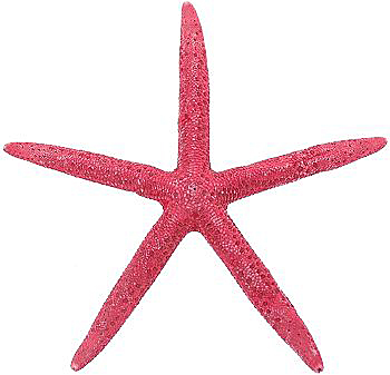  Starfish red