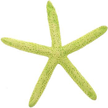  Starfish GREEN