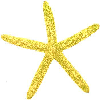  Starfish yellow