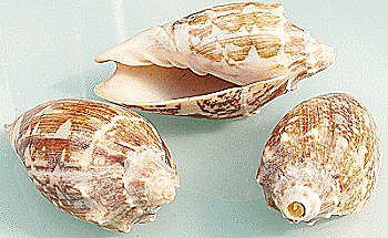 Tropical  Conch