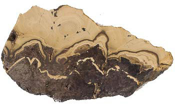 Schalenblende slice
